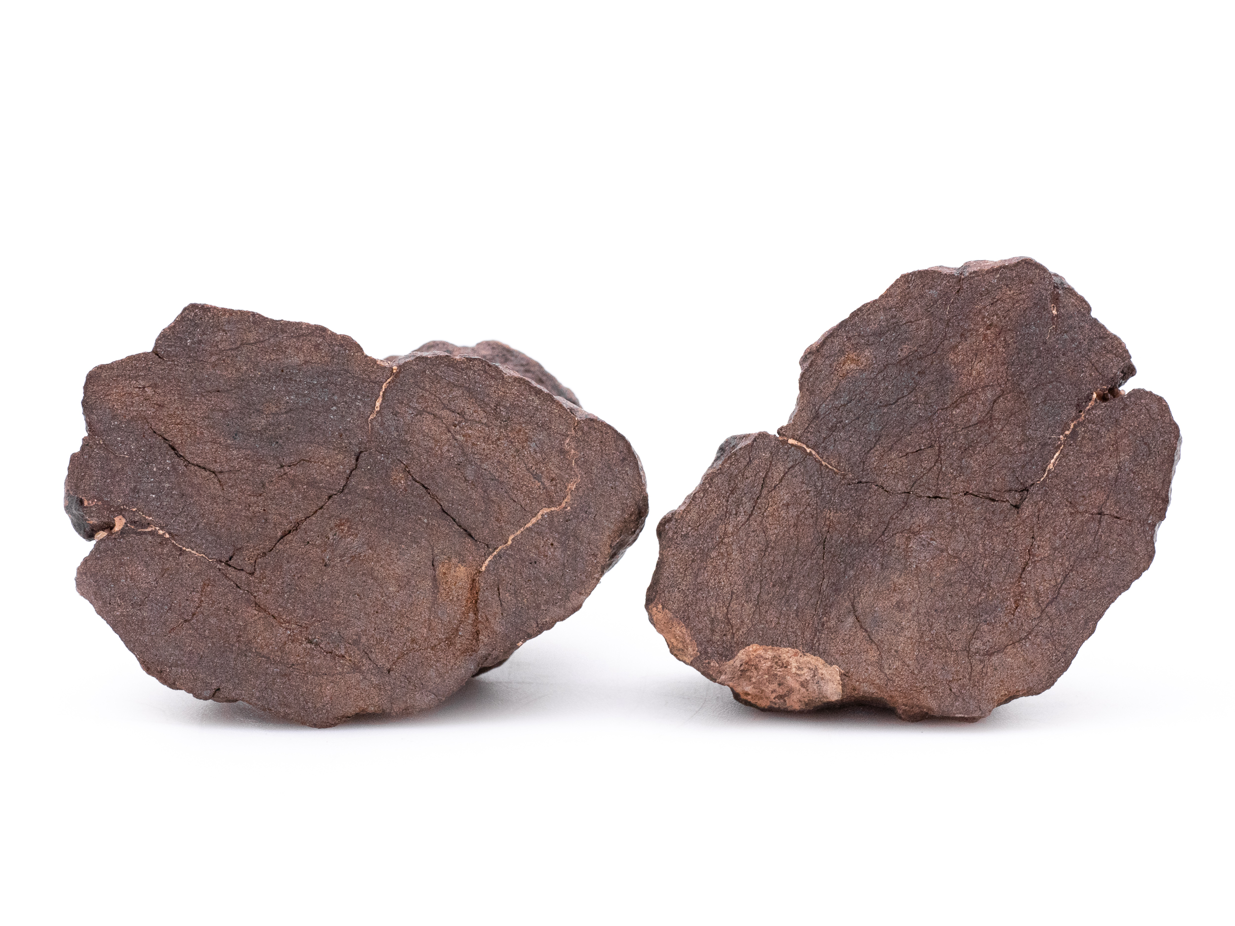 al haggounia fossil meteorite 109